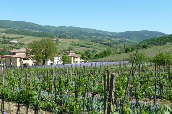 Casa Rosa Villa Greve in Chianti Exterior foto